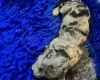 Labradoodle
