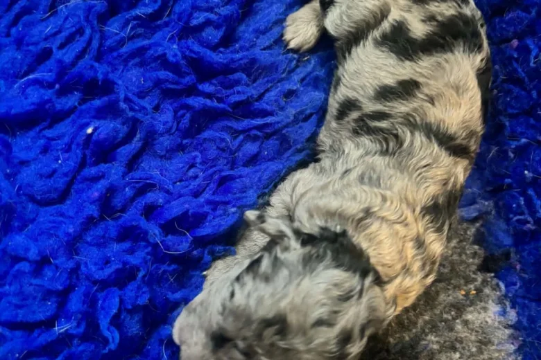 Labradoodle