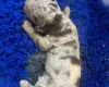 Labradoodle