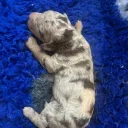 Labradoodle