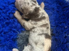 Labradoodle