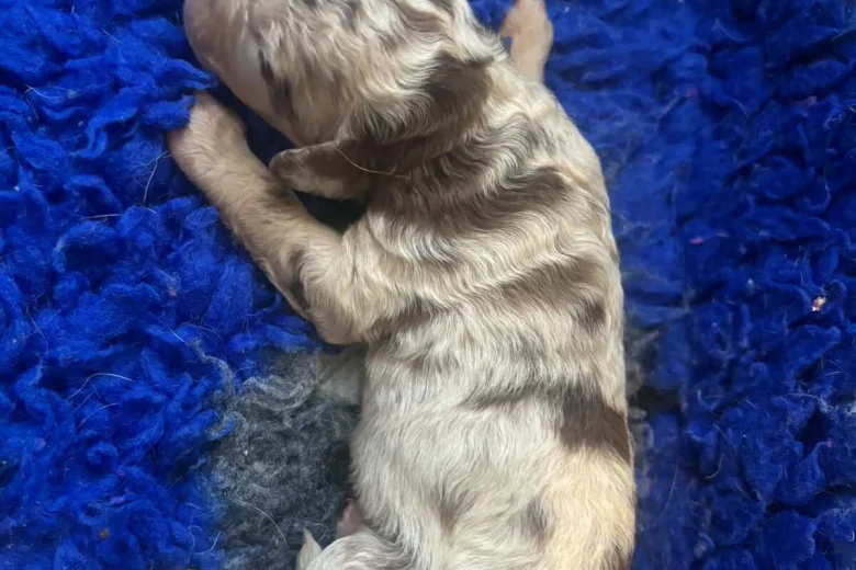 Labradoodle