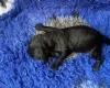Labradoodle