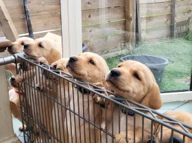 Labrador Retriever