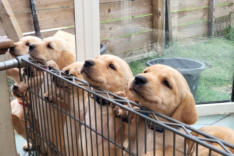 Labrador Retriever