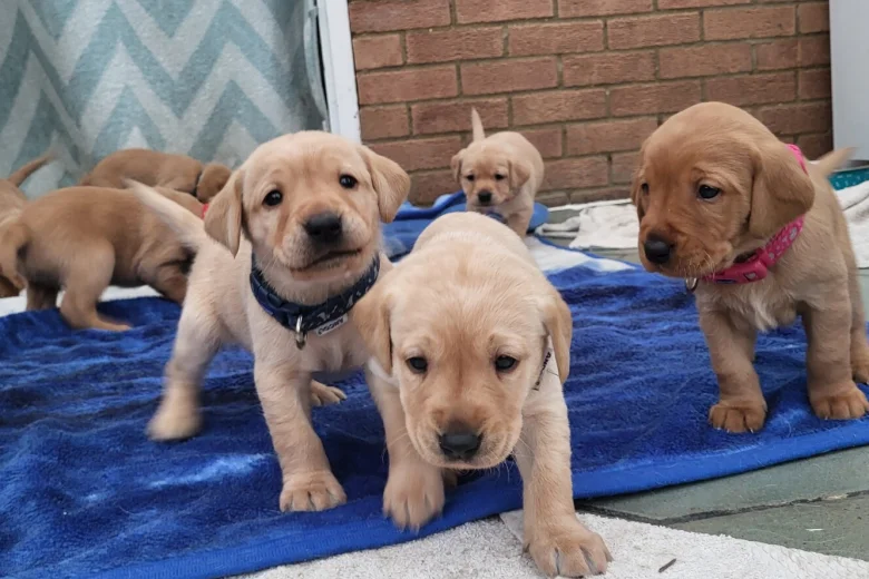 Labrador Retriever