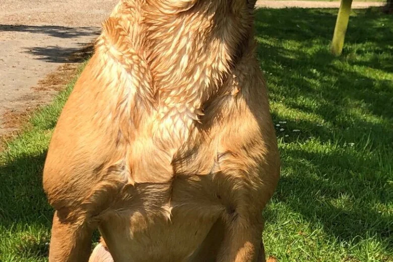 Labrador Retriever