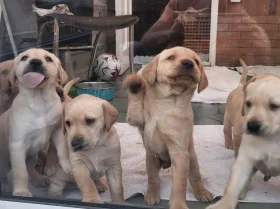 Labrador Retriever