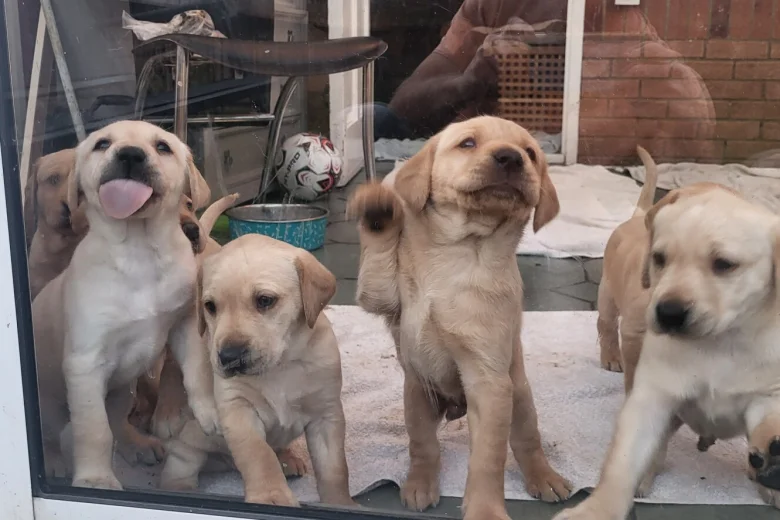 Labrador Retriever