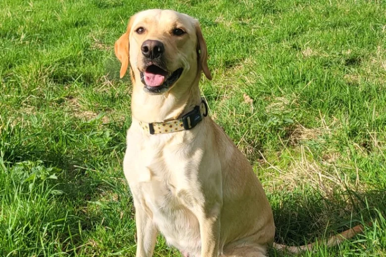 Labrador Retriever
