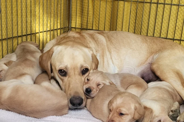 Labrador Retriever