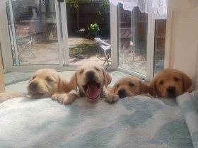 Labrador Retriever