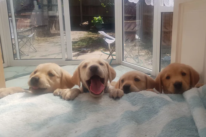 Labrador Retriever
