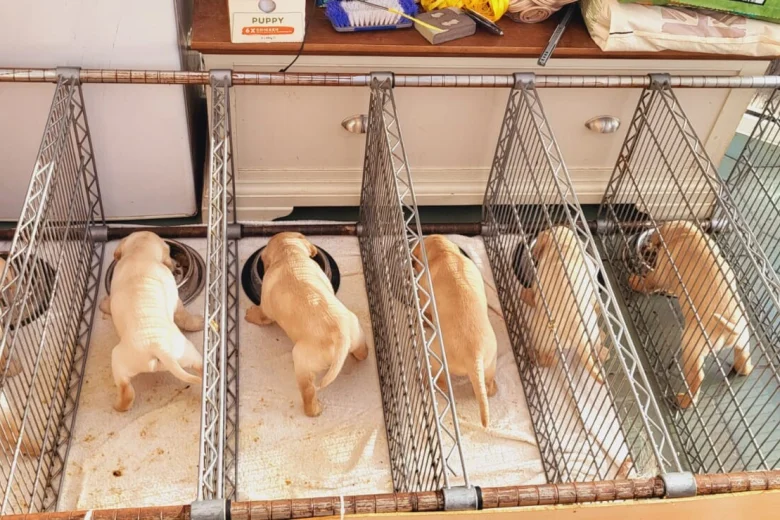 Labrador Retriever