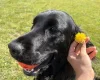 Flat Coated Retriever