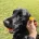 Flat Coated Retriever