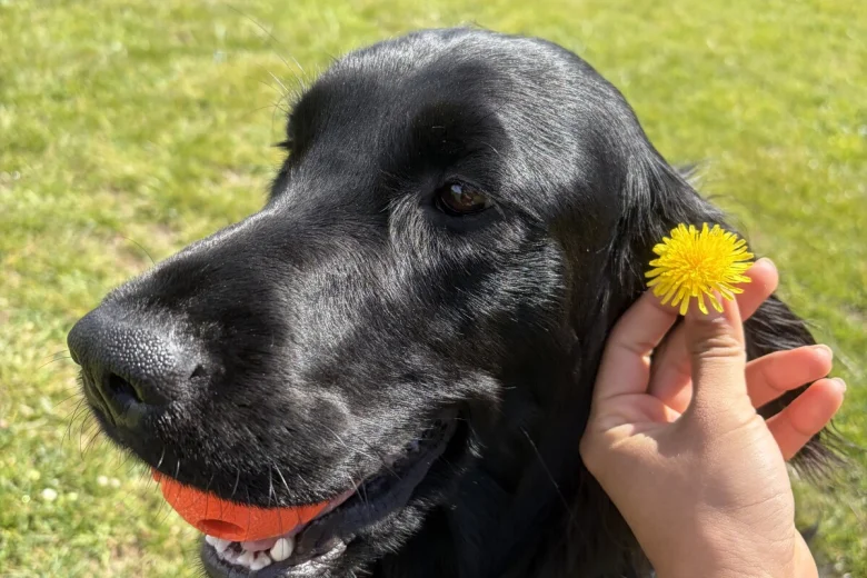 Flat Coated Retriever