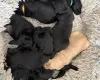 Flat Coated Retriever