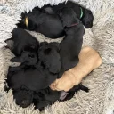Flat Coated Retriever