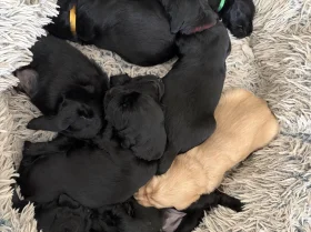 Flat Coated Retriever