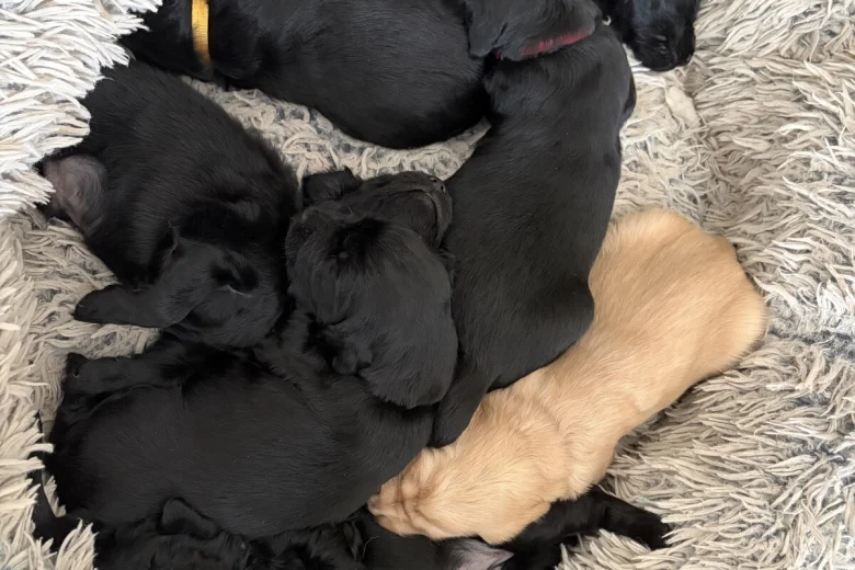 Flat Coated Retriever