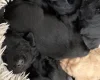 Flat Coated Retriever