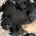 Flat Coated Retriever