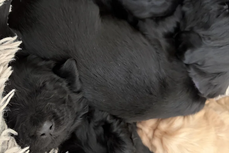 Flat Coated Retriever
