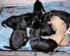 Flat Coated Retriever