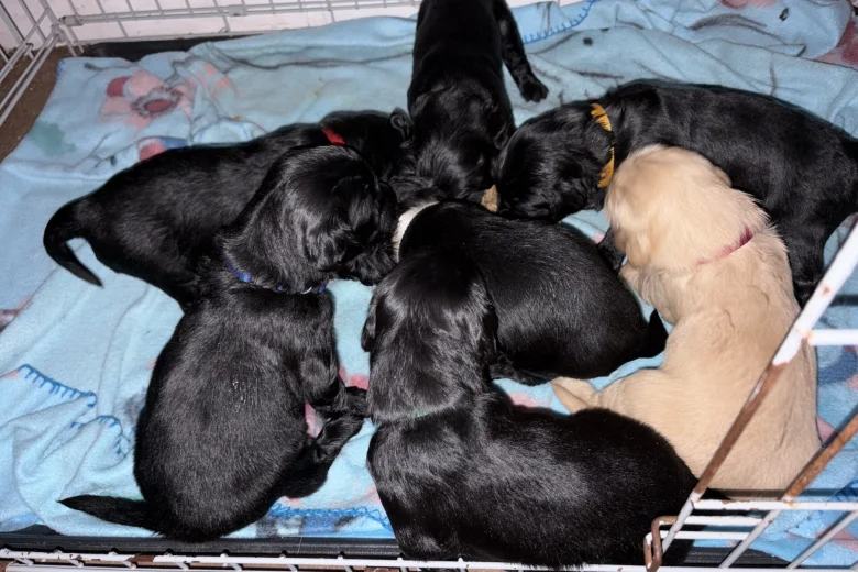 Flat Coated Retriever