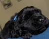 Flat Coated Retriever