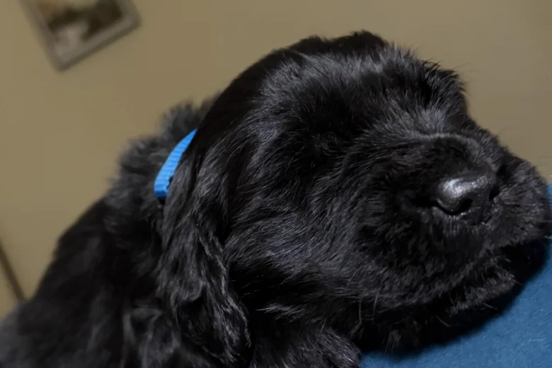 Flat Coated Retriever