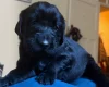 Flat Coated Retriever