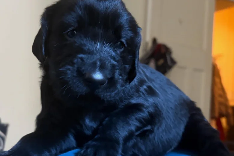 Flat Coated Retriever