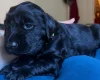 Flat Coated Retriever