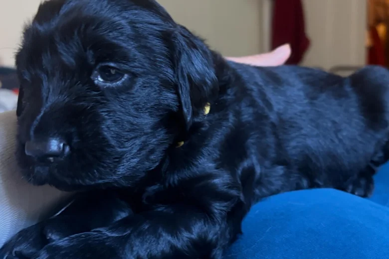 Flat Coated Retriever