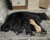 Flat Coated Retriever