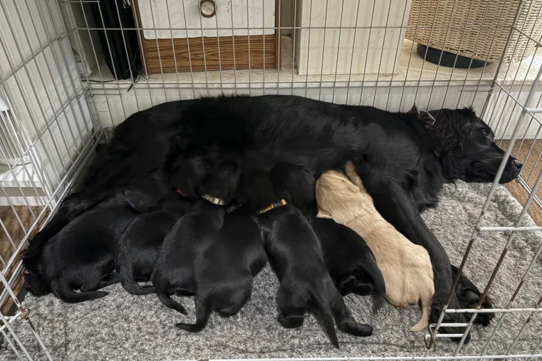Flat Coated Retriever