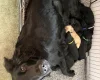 Flat Coated Retriever