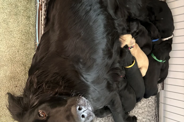 Flat Coated Retriever