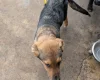Akita