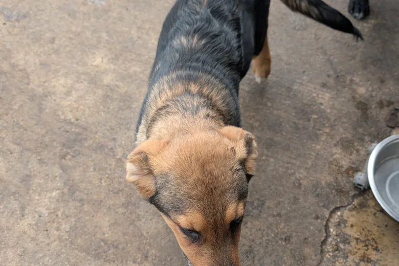 Akita