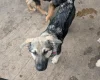 Akita