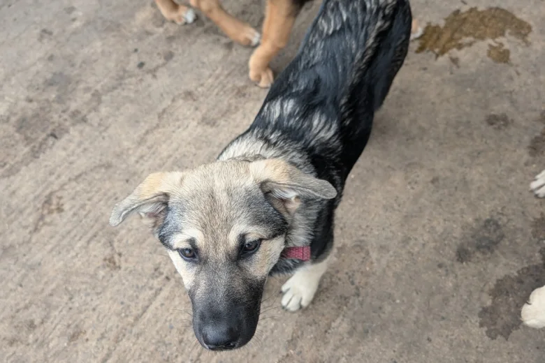 Akita