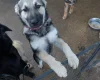Akita