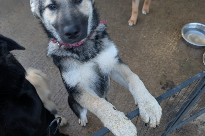 Akita