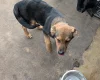 Akita