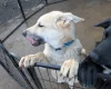 Akita