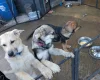 Akita