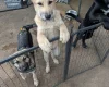 Akita